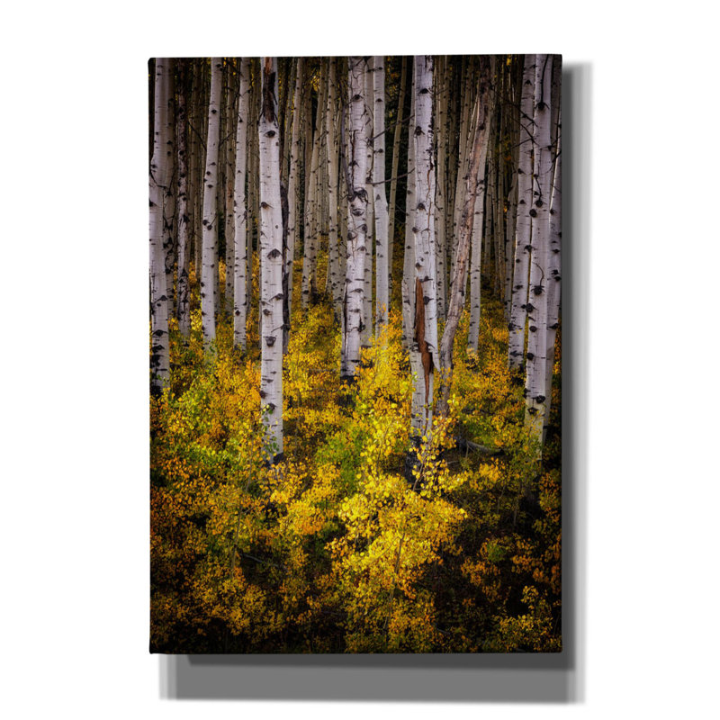 «Aspenglow» par Rick Berk, art mural sur toile, H 26 po x l 18 po x P 0,75 po