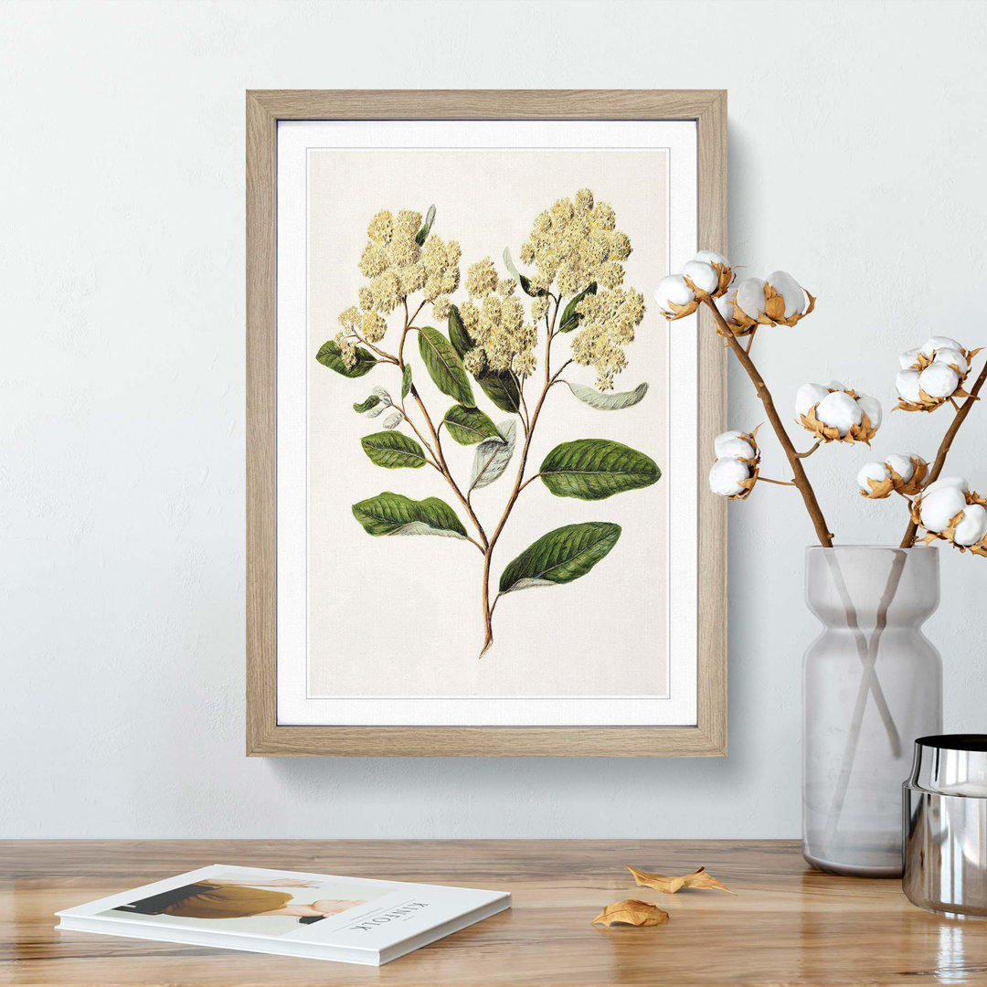 Kumarahou Flowers by Sarah Featon - Framed Print