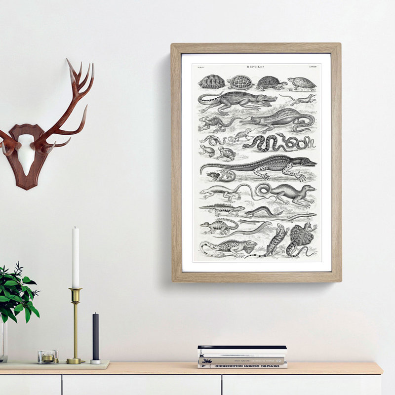 Study of Reptiles by Oliver Goldsmith - Picture Frame Drawing Print, Oak Framed, 36cm H x 27cm W x 2cm D