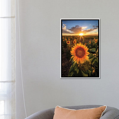 «Sunset Sky Over Sunset Flower Field In Colorado», reproduction d'art sur toile encadrée