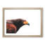 Golden Eagle - Picture Frame Painting Print-55732944-55732945