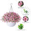 Arrangement en panier-1324873733