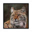 « eurasian lynx », impression sur toile-33109315-72406501-72406502