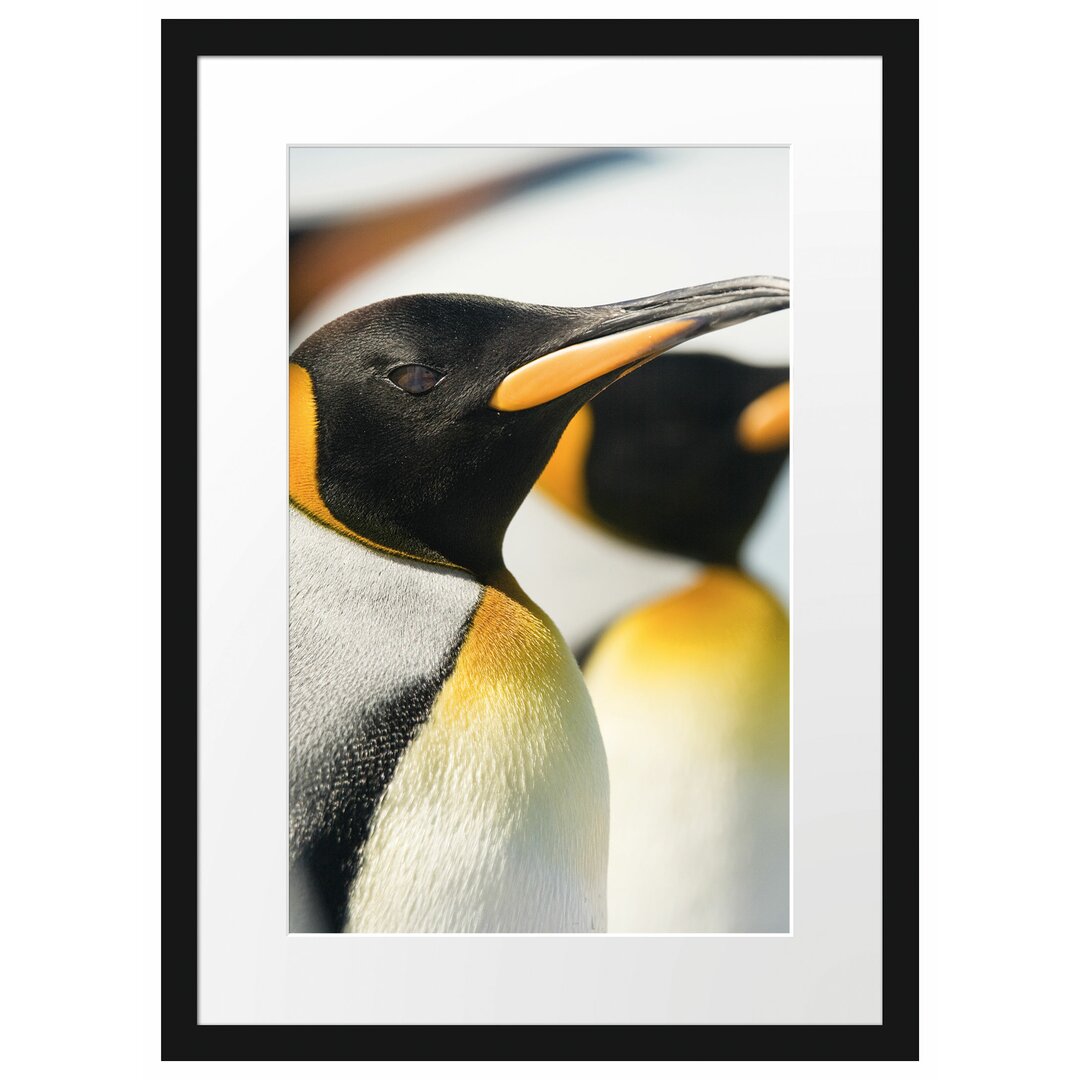 Gerahmtes Poster Pinguine