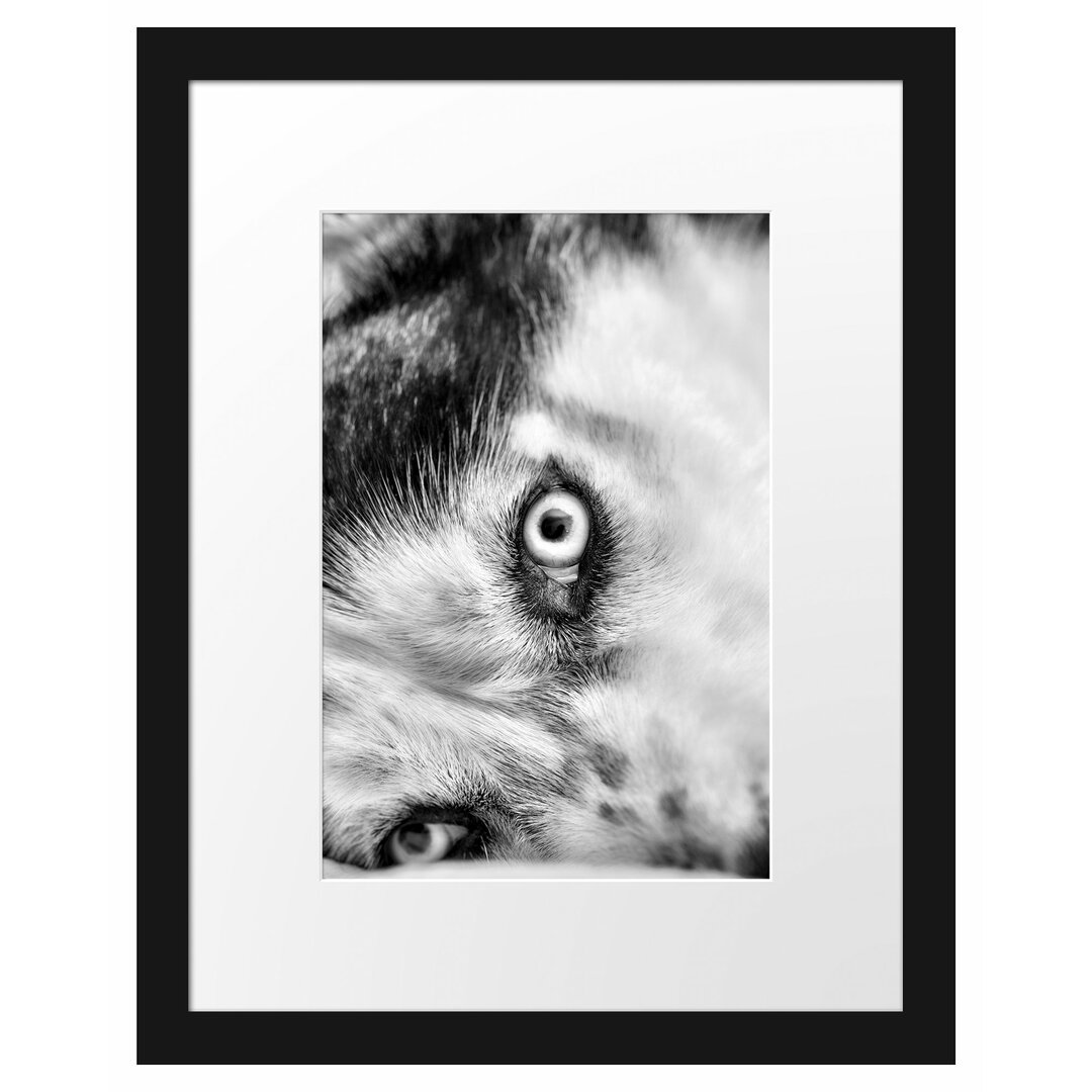 Gerahmtes Poster Husky mit eisblauen Augen