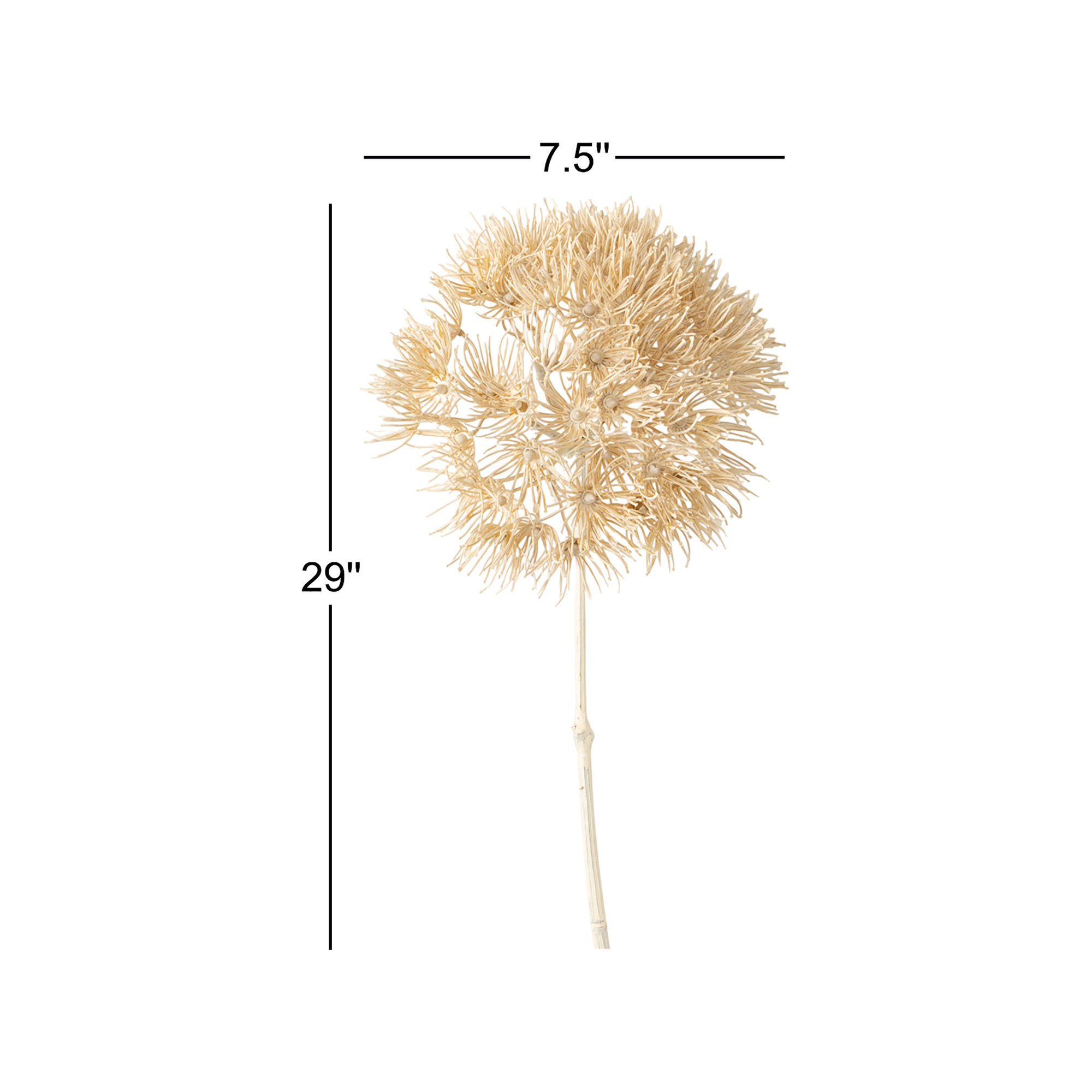 29" Dried Natural Cream Allium; Cream