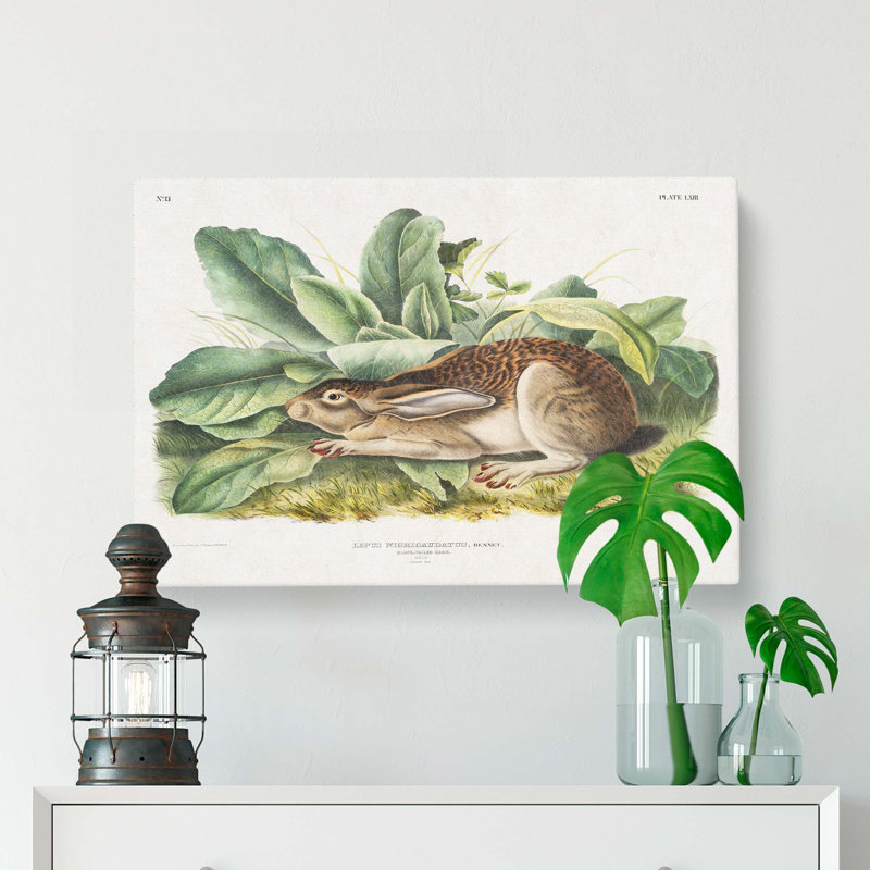 Black-Tailed Hare by J.W. Audubon - Wrapped Canvas, 35cm H x 50cm W x 3cm D