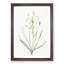 Ornithogalum Flowers by Pierre-Joseph Redoute - Picture Frame Painting Print-55577898-55577896