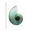 Shimmering Snail 4 - Wrapped Canvas Print-592581154