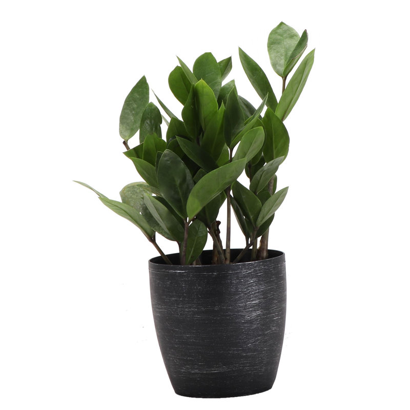 Live ZZ Houseplant in Classic Pot, Brushed Silver