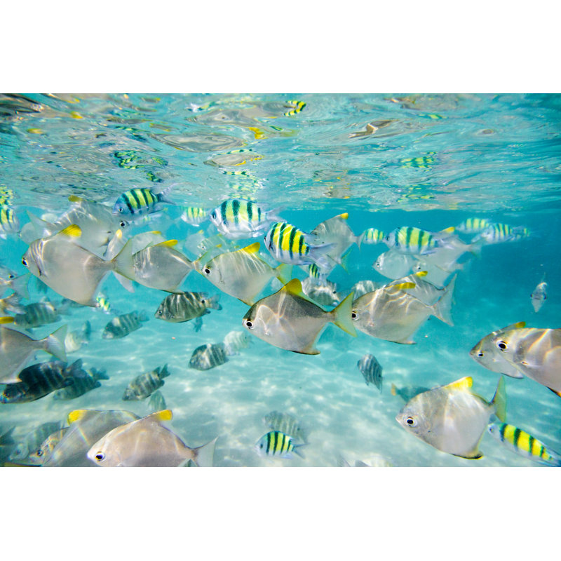 Flock Of Tropical Fish. Hikkaduwa Coral Reef, Sri Lanka by Danilovi - No Frame Print on Canvas, 61cm H x 91cm W