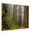 Redwood Forest Print Wall Art - Tall Trees Nature Poster - California Woodland Scenic Artwork - Giant Redwood Tree Landscape Print - Rustic Cabin Home Decor - Minimalist Forest Wall Art - Calm Nature Inspired Gift-1653148867