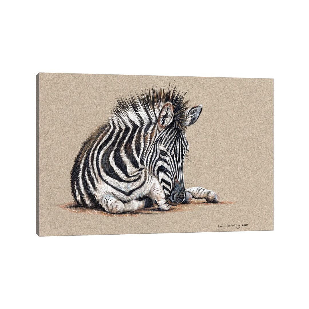 Zebra-Zeichnung von Sarah Stribbling - Galerie-umwickelte Leinwand Giclée auf Leinwand