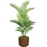 Panama en pot