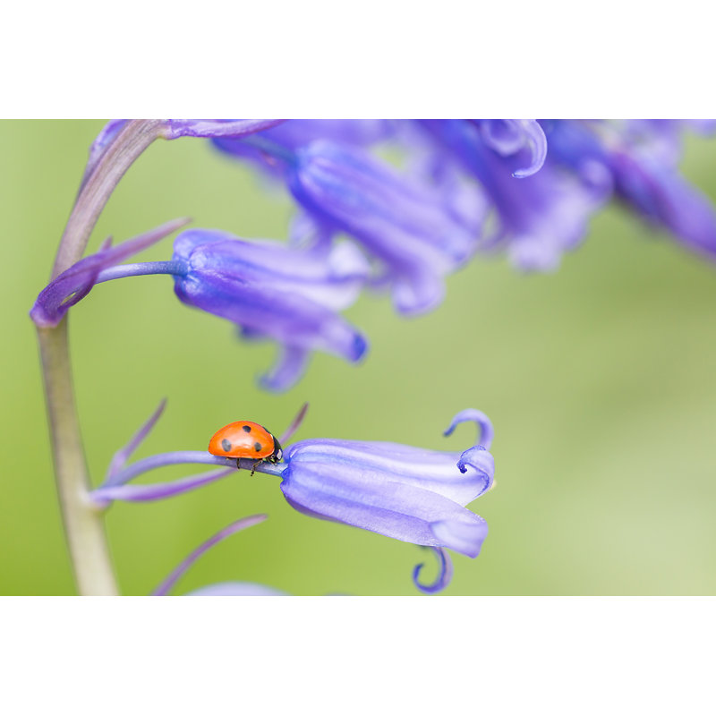 Esters Ladybird - Wrapped Canvas Print, 20cm H x 30cm W x 3.8cm D