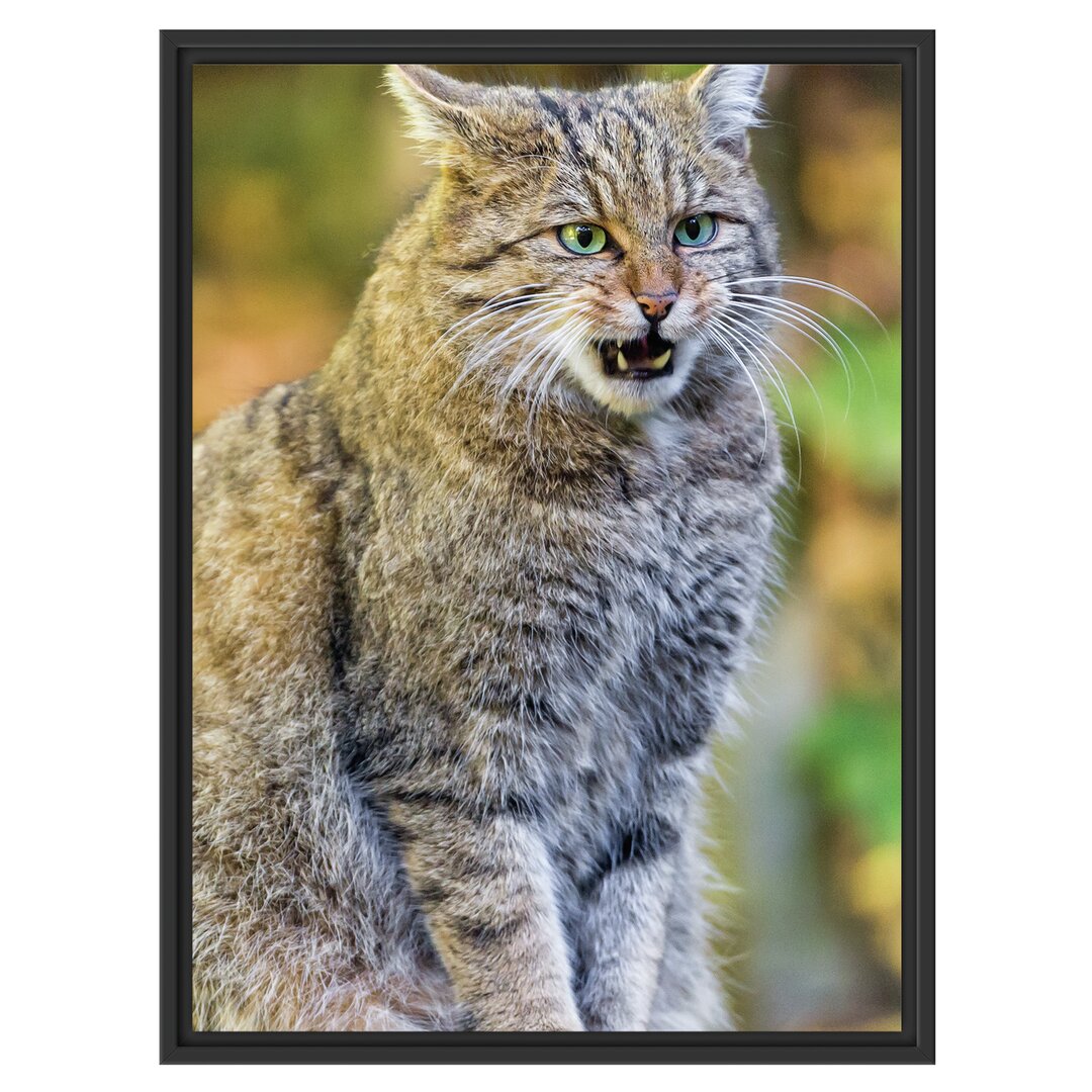 Gerahmtes Wandbild Manul auf Baumstamm