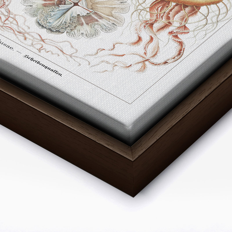 Ernst Haeckel - Méduse, Canvas, 18"H x 24"W, Brown Framed