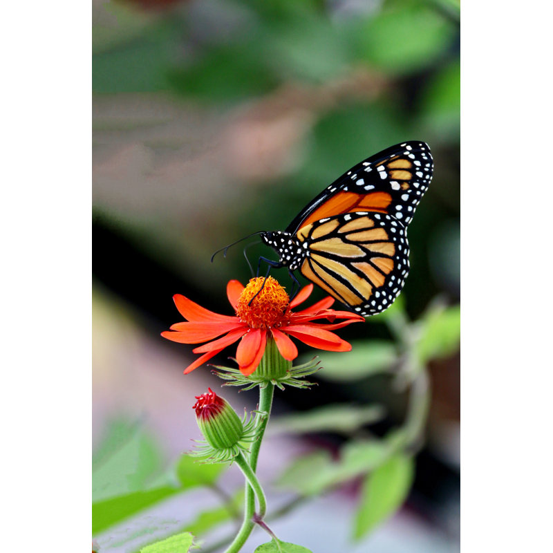 Photographie de monarque sur toile Flin, H 30 po x l 20 po