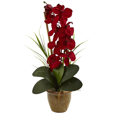 Orchid Arrangement in Vase