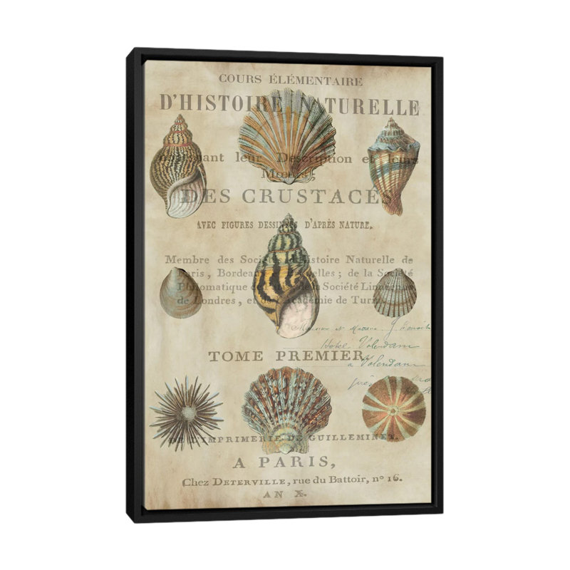 «Shell Collection I» par Deborah Devellier, reproduction sur toile tendue sur châssis, H 60 po x l 40po x P 1,5 po