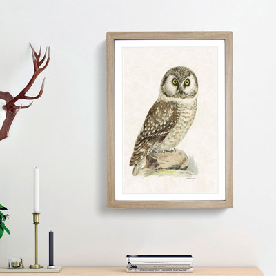 Boreal Owl by Von Wright - Picture Frame Painting Print
