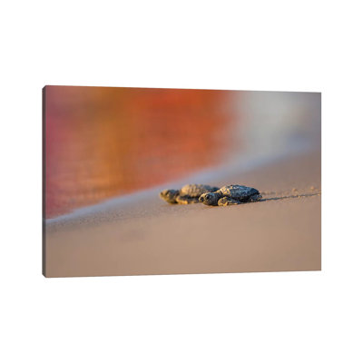 Kemp's Ridley Sea Turtle Hatchling II by Larry Ditto - Wrapped Canvas Print