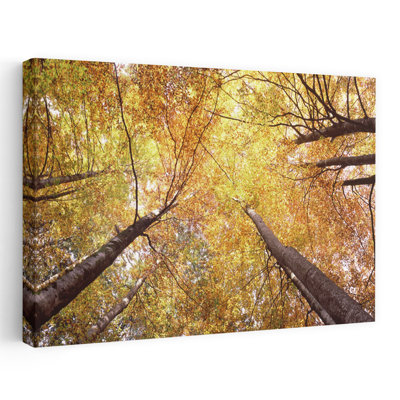 Low Angle View Of Trees Bavaria Germany Abstract Contemporary Forest Landscape Art