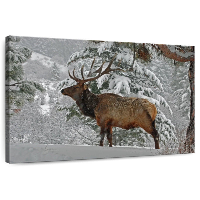 Brampt Washington Winter Elk, 34" H x 51" W