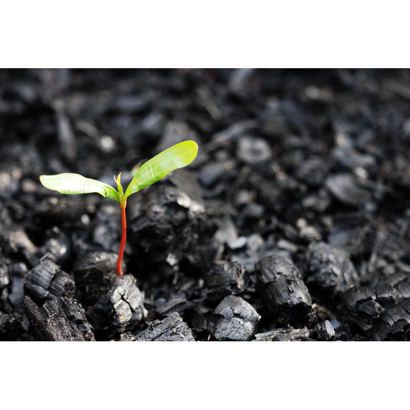Green Sprout by ANGHI - Wrapped Canvas Print, 30cm H x 46cm W