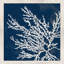 «Coastal Coral I» par Lanie Loreth - Peinture-55021024-55021034