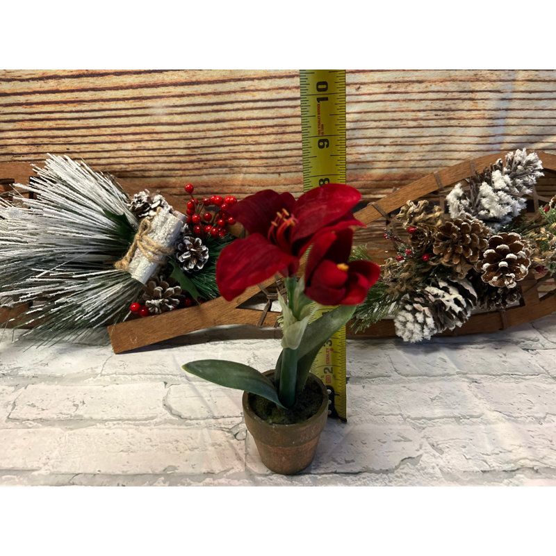 Potted Red Amaryllis