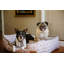 Lit pour chien marocain -1141137470-1141137441