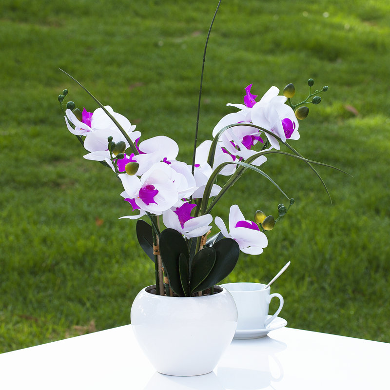 Orchid Arrangement in Pot