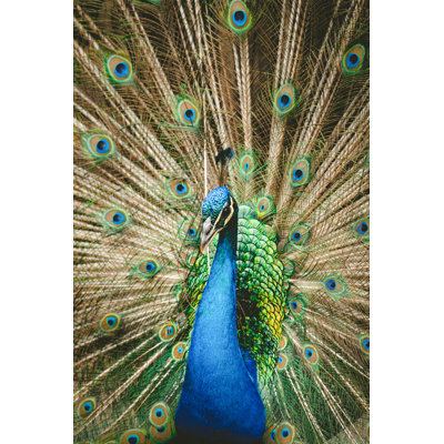 Paon, plumes, vertical, bleu, vert