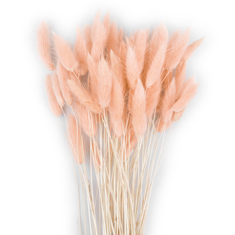Ensemble de 50, Rose