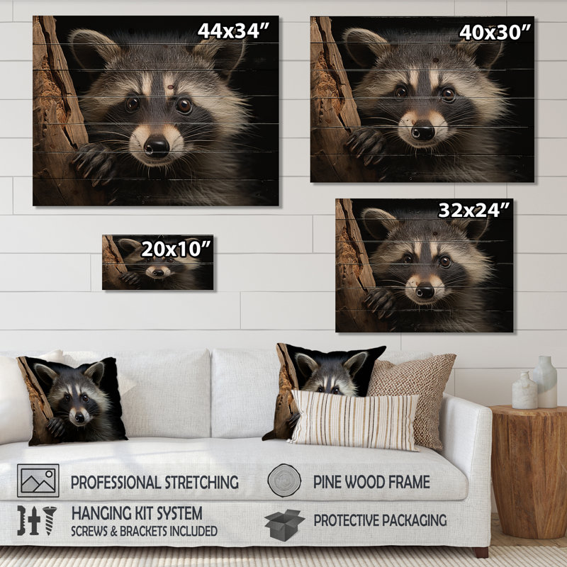 Curious Raccoon III sur impression sur bois, H 24 po x l 32 po x P 0,78 po
