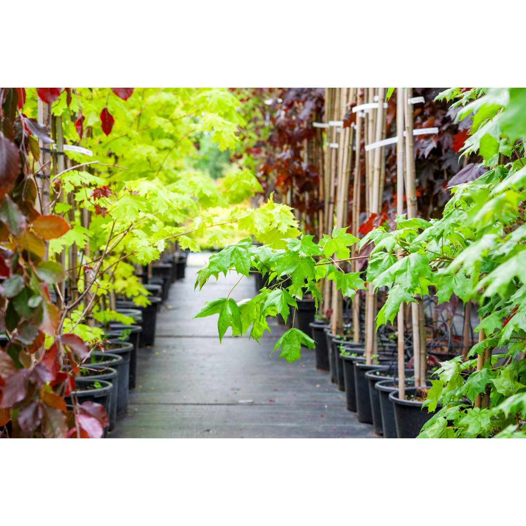 Leinwandbild Junge Ahornbäume in Plastiktöpfen auf Plant Nursery