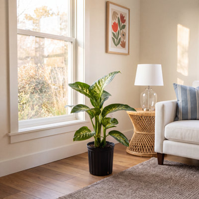 Costa Farms Dumb Cane Dieffenbachia Plant