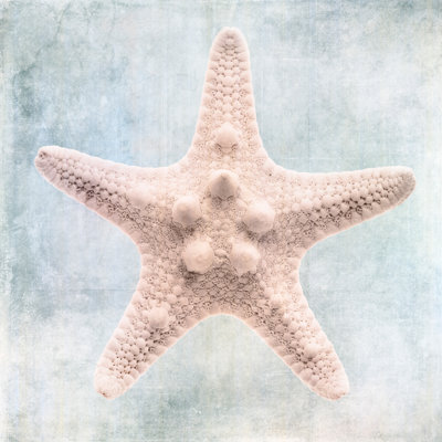 Blue Cream Starfish
