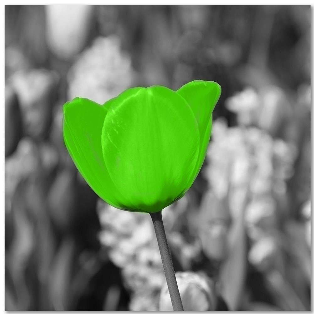 Leinwandbild Green Poppy Meadow