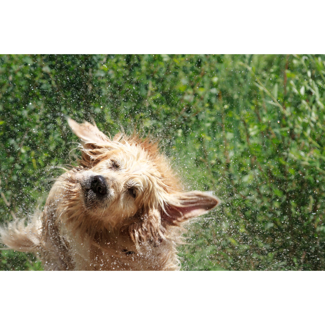 Leinwandbild Golden Retriever Shaking Off Water von Lorenzo Patoia