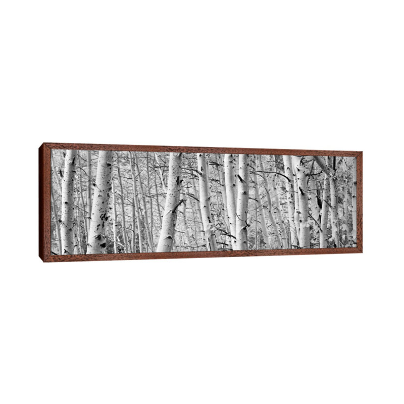 Aspen Trees In A Forest, Rock Creek Lake, California, USA by Panoramic Images - Floater Frame Panoramic Gallery-Wrapped Canvas Giclée on Canvas