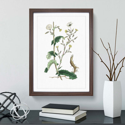 Wild Lettuce Illustration - Picture Frame Painting Print