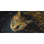 Bengal Cat - toile encadrée hyperréaliste pour la décoration de chambre à coucher-120127679