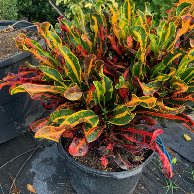OnlinePlantCenter Live Foliage Plant Low Maintenance Plant in Rattan Plastic Pot