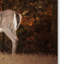 «Autumn Doe» Vidur, reproduction de photo sur toile tendue-22069065