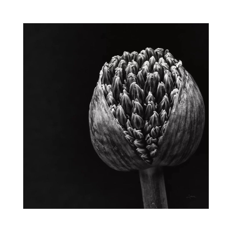 Allium II by Aledanda - Wrapped Canvas Print, 93.98 cm H x 93.98 cm W x 1.91 cm D