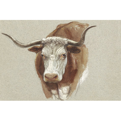 Colman Cow Portrait Study II
