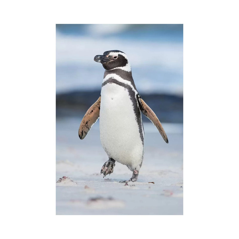 Magellanic Penguin, Falkland Islands. by Martin Zwick - Wrapped Canvas Print, 20.32 cm H x 30.48 cm W