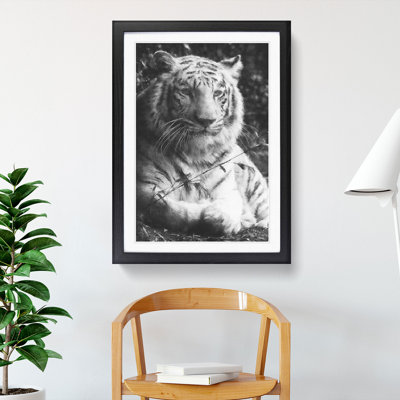 Tiger Vol.3 - Picture Frame Graphic Art